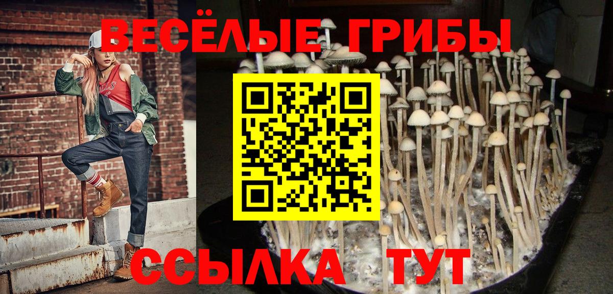 Псилоцибиновые грибы Psilocybine cubensis Тихорецк